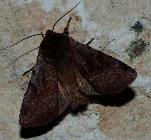 Cerastis rubricosa